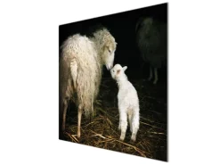 Banjado Herde|Kochfelder<Herdabdeckplatte Glas 1 Teilig 60x52CM Schneidebrett Herdabdeckung Mit Motiv Schaf Und Lamm
