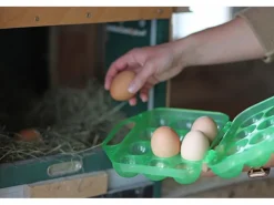Best Kerbl Eier-Transportbox für 12 Eier
