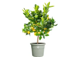 Elho Töpfe<Blumentopf Algarve Cilindro Ø 29 cm x 25 cm Grün