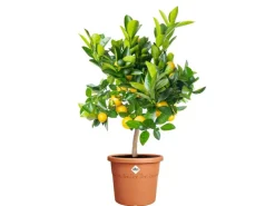 Elho Töpfe<Blumentopf Algarve Cilindro Ø 29 cm x 25 cm Terrakotta