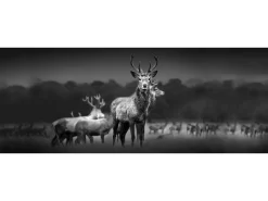 Discount Glasbild Herd Of Deer 80 cm x 30 cm Herde