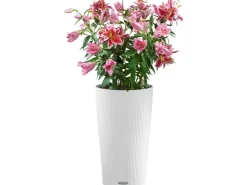 Lechuza Töpfe<® Pflanzgefäß Cilindro Color Ø 32 cm x 56 cm Weiß