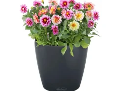 Lechuza Töpfe<® Pflanzgefäß Classico Color 43 Schiefer Ø 43 cm Grau