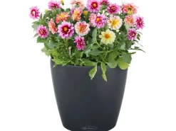 Lechuza Töpfe<® Pflanzgefäß Classico Color 28 Schiefer Ø 28 cm Grau