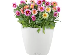 ® Pflanzgefäß Classico Color 21 Ø 21 cm Töpfe