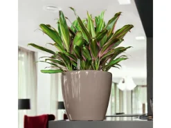 ® Pflanzgefäß Classico Premium LS Ø 22 cm x 21 cm hochglanz Töpfe