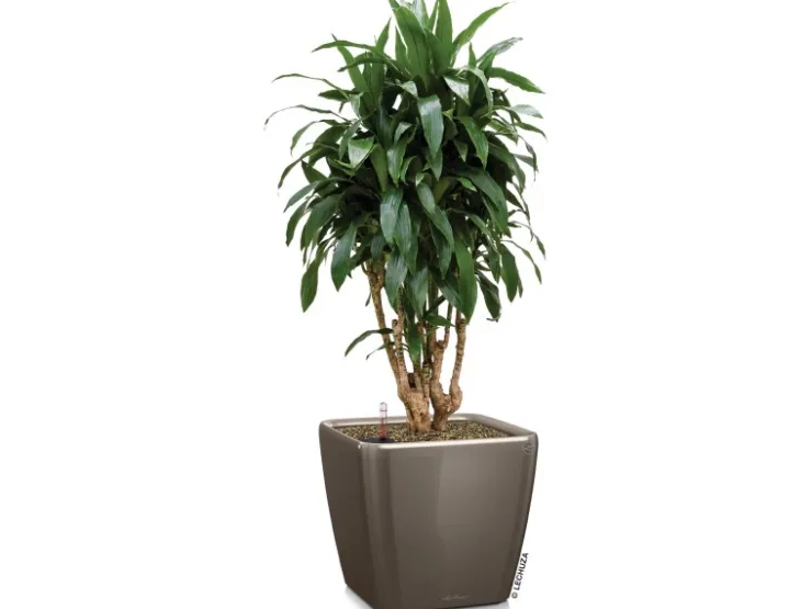 Lechuza Töpfe<® Pflanzgefäß Quadro Premium LS 43 cm x 43 cm x 40 cm hochglanz Taupe