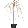 Outlet OBI Hängende Kätzchenweide "Pendula" Gelb Höhe ca. 50-60 cm Topf ca. 3,5 l Salix Wäschetrockner|Gefrierschränke