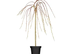 Outlet OBI Hängende Kätzchenweide "Pendula" Gelb Höhe ca. 50-60 cm Topf ca. 3,5 l Salix Wäschetrockner|Gefrierschränke