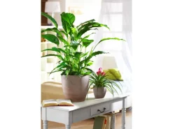 Discount Scheurich Übertopf 920 Ø 22 cm Earth Braun
