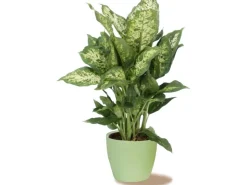 Scheurich Übertopf 920 Ø 14 cm Light Green Grün